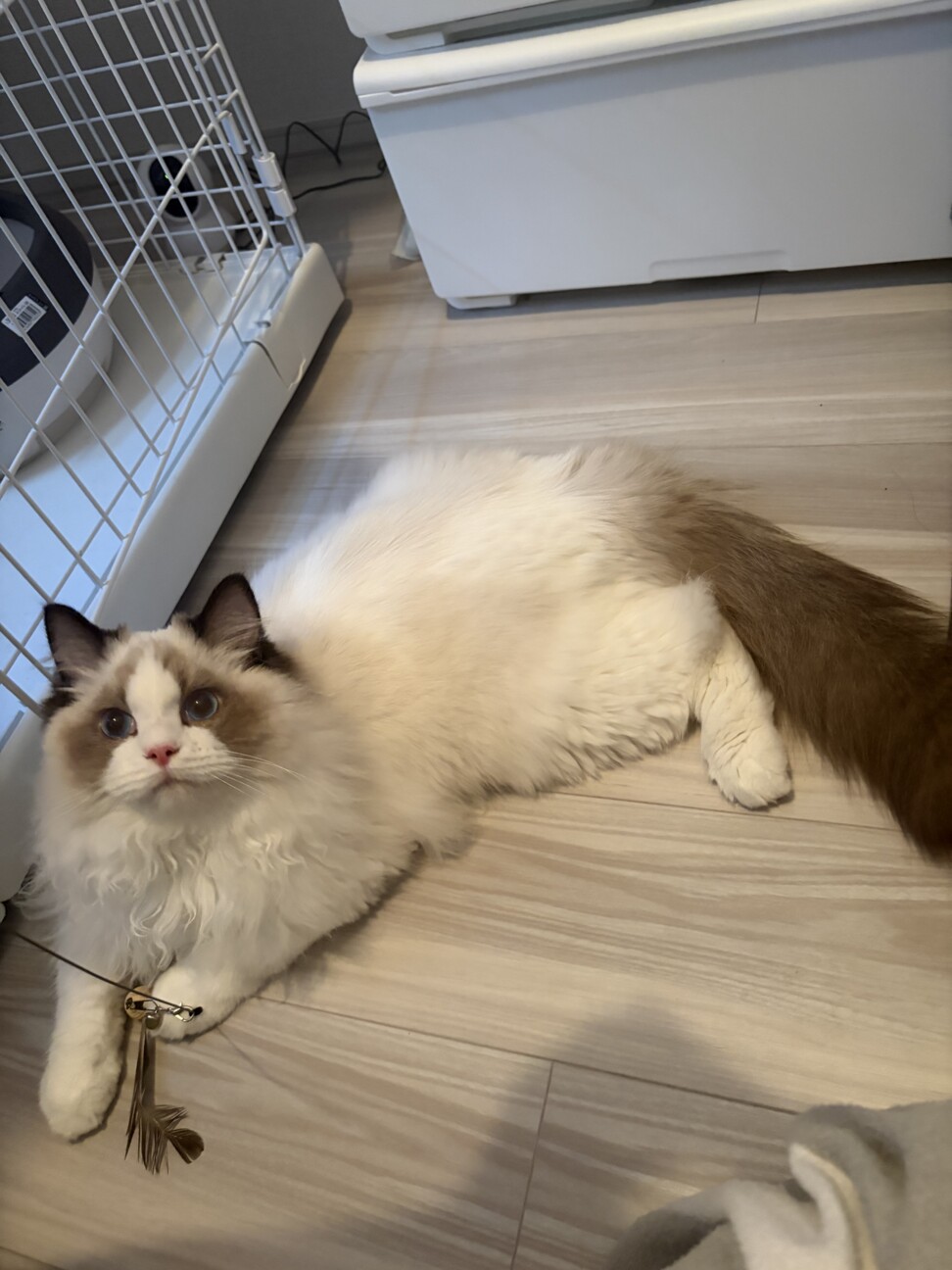 甘えん坊のラグドールくん、遊び盛りで元気です。 サムネイル2