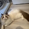 甘えん坊のラグドールくん、遊び盛りで元気です。 サムネイル2