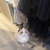 甘えん坊のラグドールくん、遊び盛りで元気です。 サムネイル4