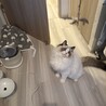 甘えん坊のラグドールくん、遊び盛りで元気です。 サムネイル5