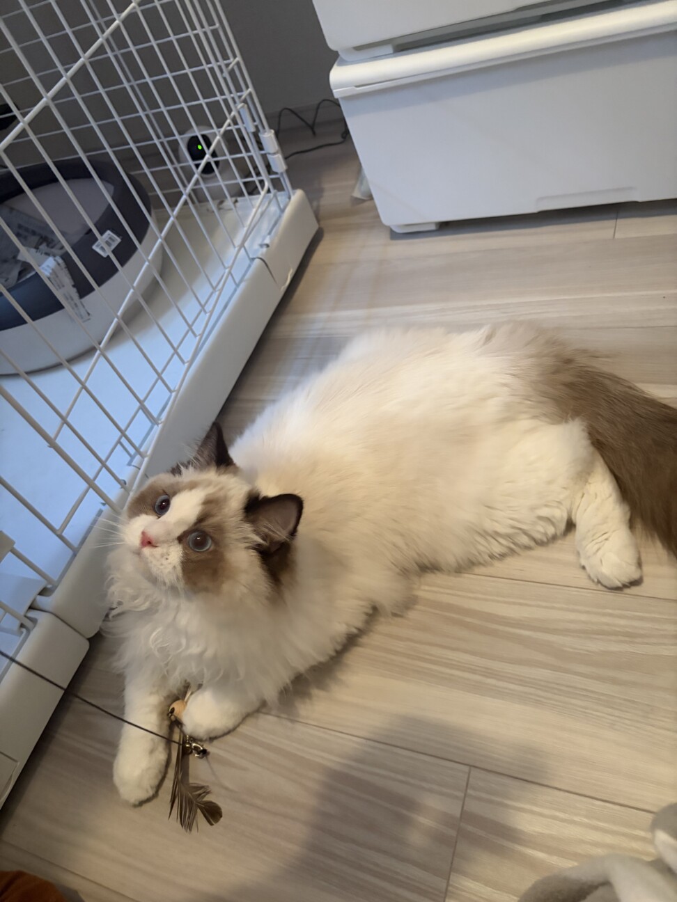 甘えん坊のラグドールくん、遊び盛りで元気です。 サムネイル6