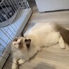 甘えん坊のラグドールくん、遊び盛りで元気です。 サムネイル6