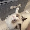 甘えん坊のラグドールくん、遊び盛りで元気です。 サムネイル7