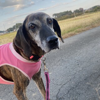 人が大好きでお散歩上手な女の子、ポテコです。