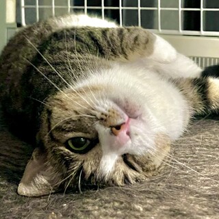 飼育放棄 人が大好き大家族向 将来飼育不可時応相談