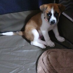 「下痢止め卒業ぼんちゃん」サムネイル2