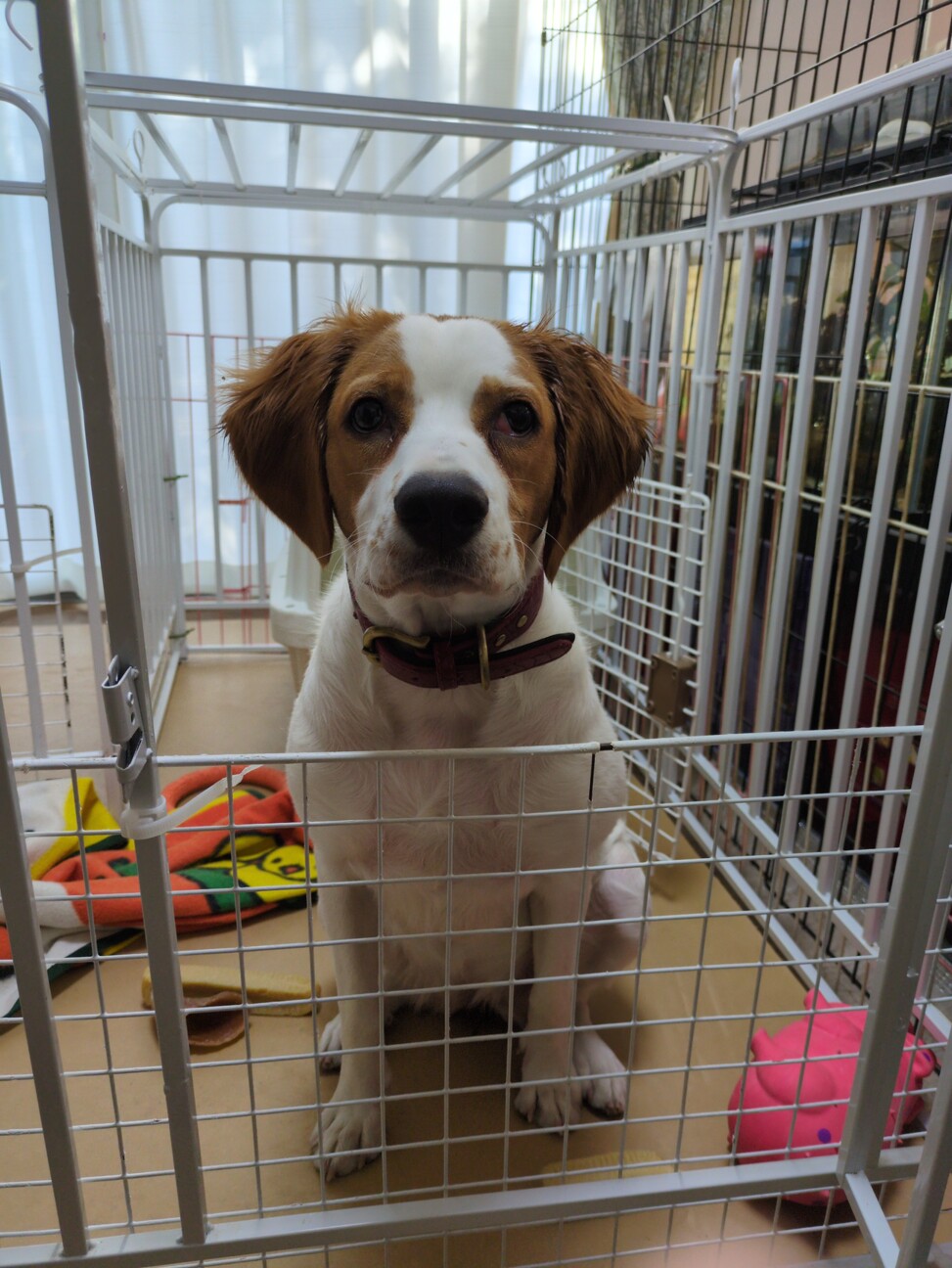 里親様決まりました！ サムネイル2