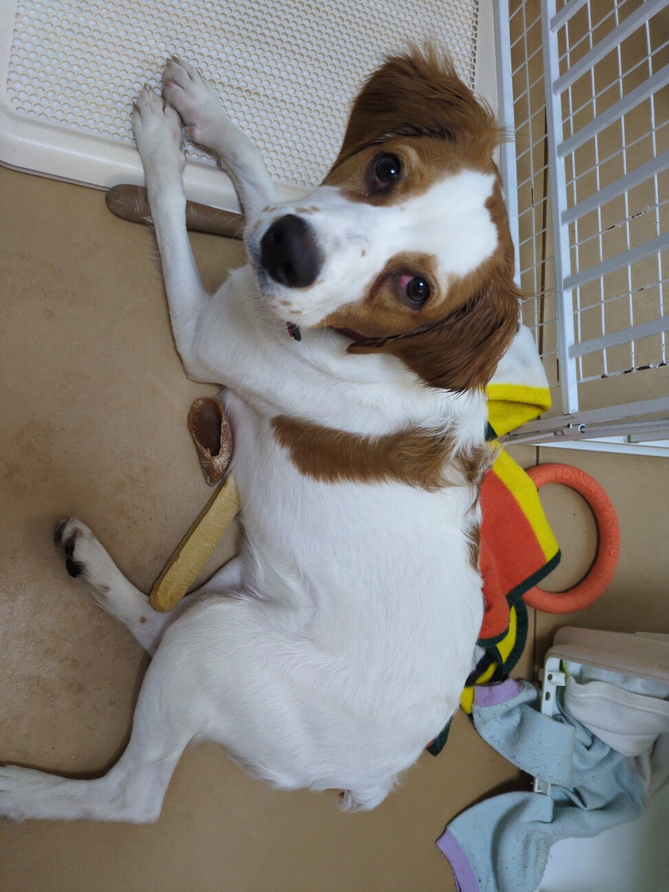 里親様決まりました！ サムネイル4