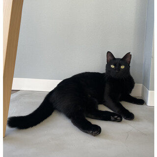 募集中止します