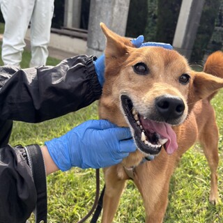 元気いっぱいわんぱくな【あかまる】くん