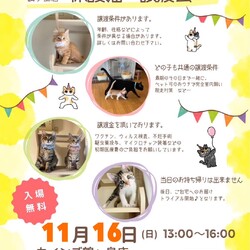 秘密結社ねこのひげ♡保護猫譲渡会