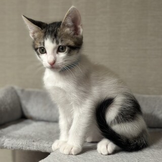 募集停止穏やかな優しい性格男子⭐️チャブ