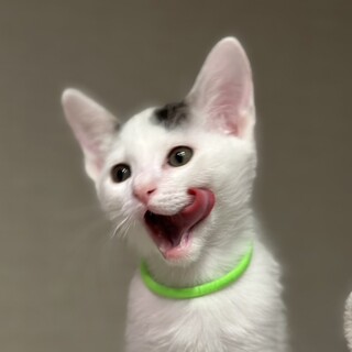 4兄妹の中でも優しい性格⭐️ツナ