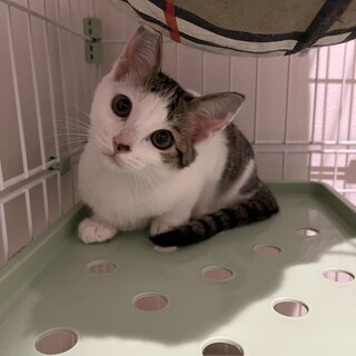 [12/7譲渡会]あざとかわいい女の子イトちゃん