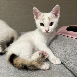 募集停止可愛いクラッキングが萌え❤️エマ