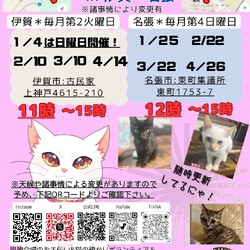 猫の古民家里親会in伊賀❣