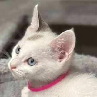 ブルーアイのパステル三毛❤️セナ