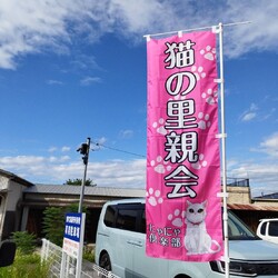 猫の里親会in名張❣️ サムネイル3