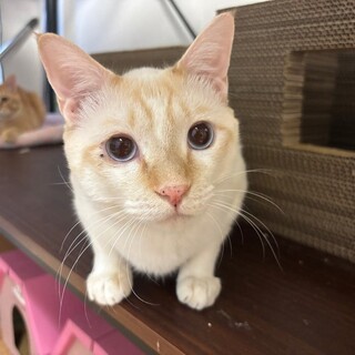 人さん大好き★くいしん坊の甘えん坊やオーロくん