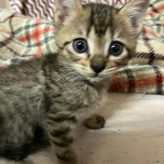 人なつこい甘えん坊さんのメス子猫