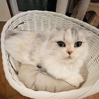 おっとり繊細な可愛いスコティッシュの女の子