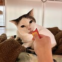 おやつと猫さんが大好き♪
