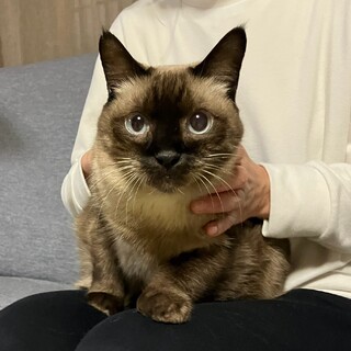 抱っこもなでなでも大好きな甘えんぼさん