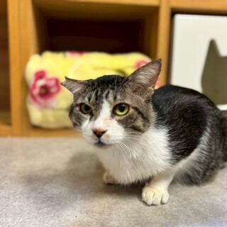 イカ耳なのに甘えん坊な「プディーノ」