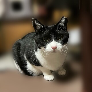 撫でてもらうの大好きな甘えんぼさん