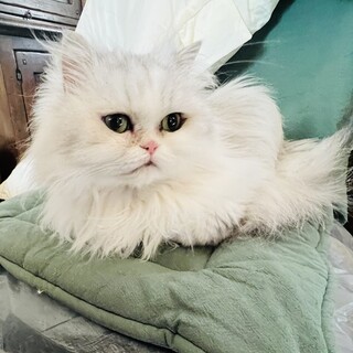 繊細でおっとり優しいスコティッシュのプリンセス