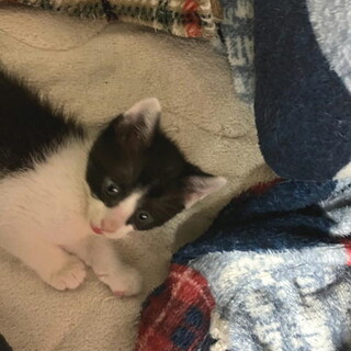 人なつこい甘えん坊くんのオス子猫