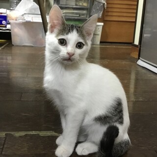 終生飼える方求む