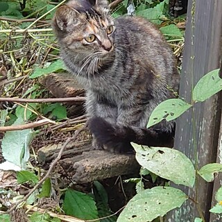 里親になってくれる方を募集します。