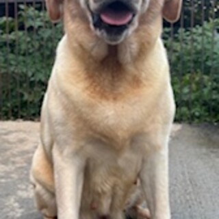 新しい家族を募集します！