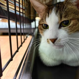 ビビりだけど実はナデナデ大好き「クリープ」