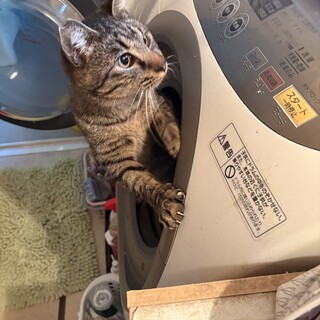 天真爛漫で甘えん坊なキジトラくん