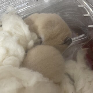 キンクマハムスター6匹