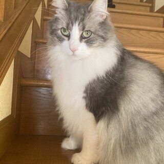 【一時停止】ノルウェージャン　8歳