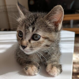 ぐるぐるの甘えん坊★リリーちゃん