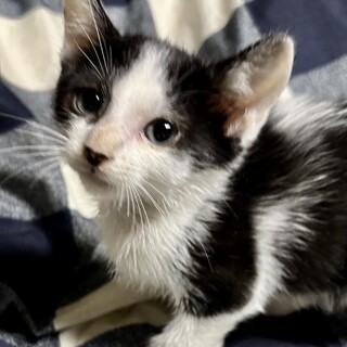 11/16千駄木で待ってます❤️ クリリン　2ヶ月