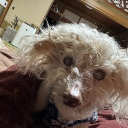 初めての投稿で悲しいお知らせ