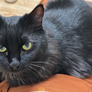 つやつやフサちゃん！