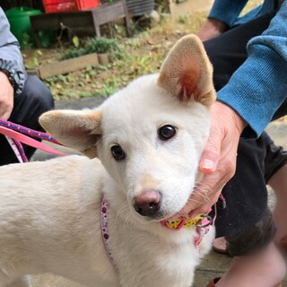 穏やかなMIX犬　3ヶ月　女の子　琥珀ちゃん