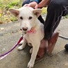 穏やかなMIX犬　3ヶ月　女の子　琥珀ちゃん サムネイル3