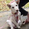 穏やかなMIX犬　3ヶ月　女の子　琥珀ちゃん サムネイル5