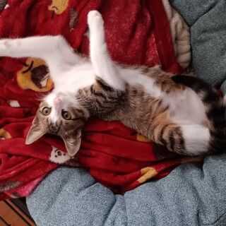 可愛いきじしろくん