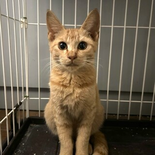 目がクリクリな茶トラくん