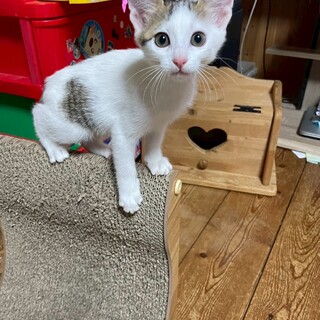 遊ぶの大好き♡おからちゃん