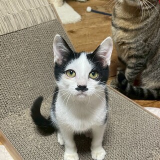 甘えん坊♡鼻チョビがかわいい♡小五郎