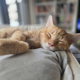 【11/16三田】ゴロゴロ甘えるふわふわ兄妹